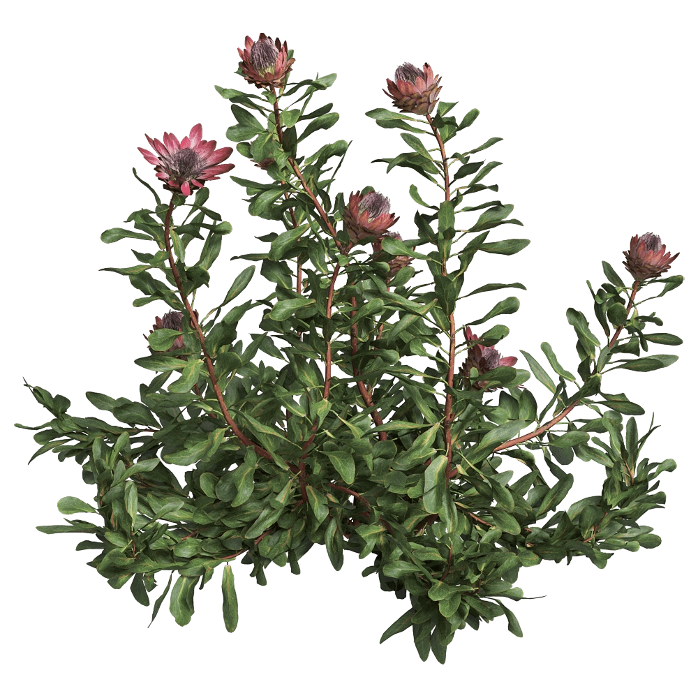 decoration - Protea Cynaroides 01 03 3D Model
