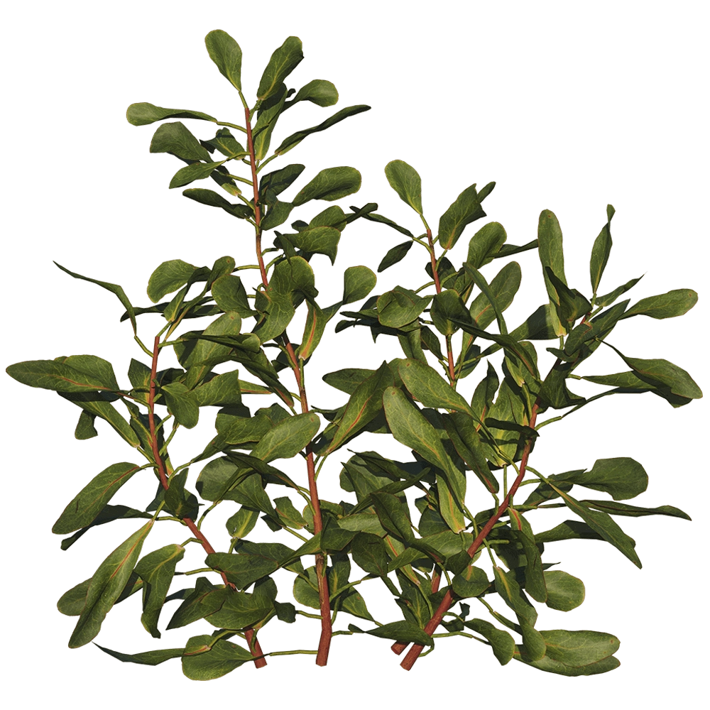 decoration - Protea Cynaroides 01 04 3D Model