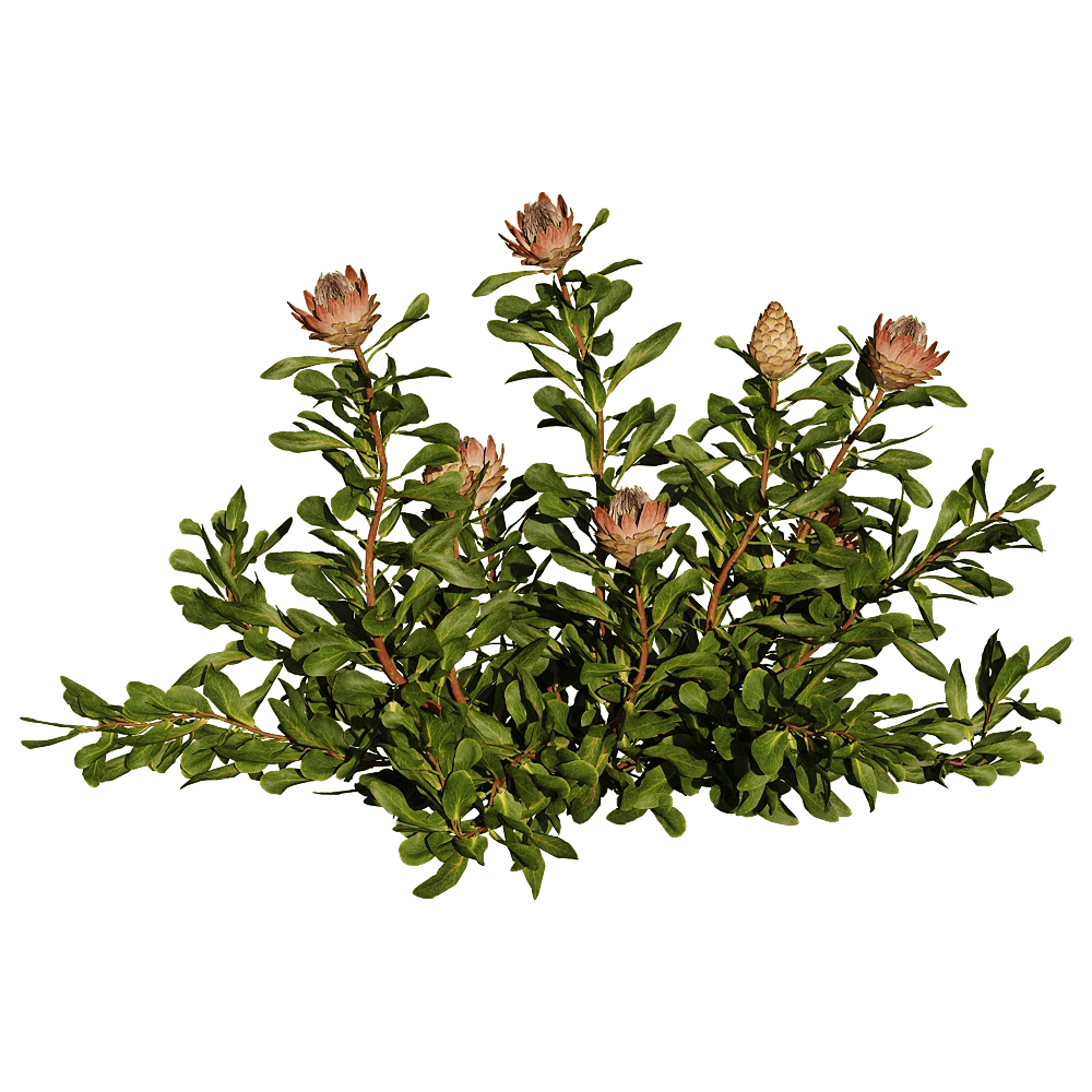 decoration - Protea Cynaroides 01 05 3D Model
