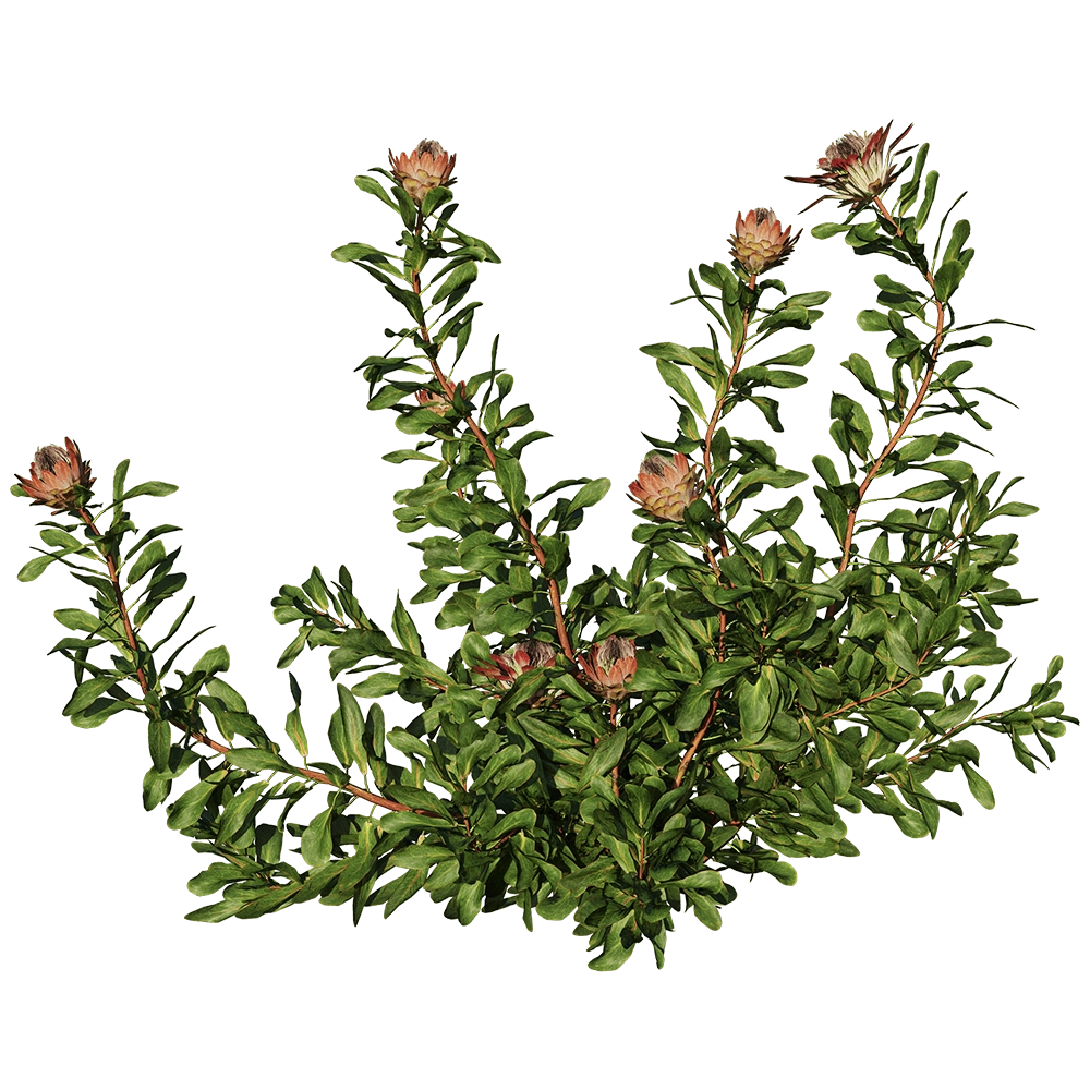 decoration - Protea Cynaroides 01 06 3D Model