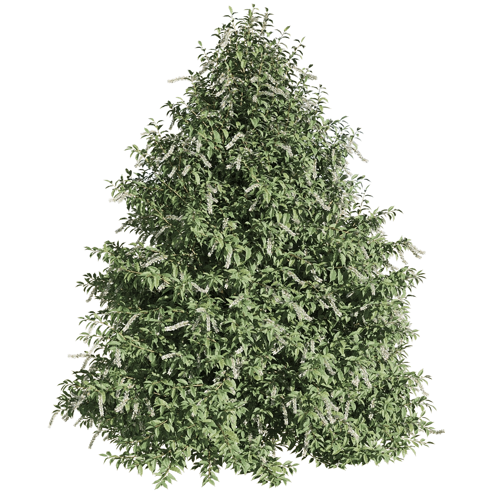 decoration - Prunus lusitanica 1 3D Model