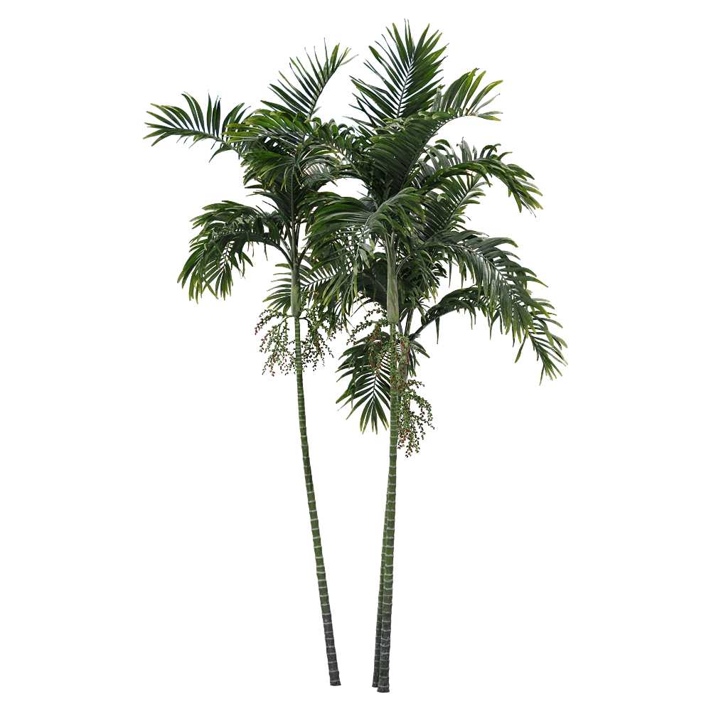 decoration - Ptychosperma macarthurii 1 3D Model