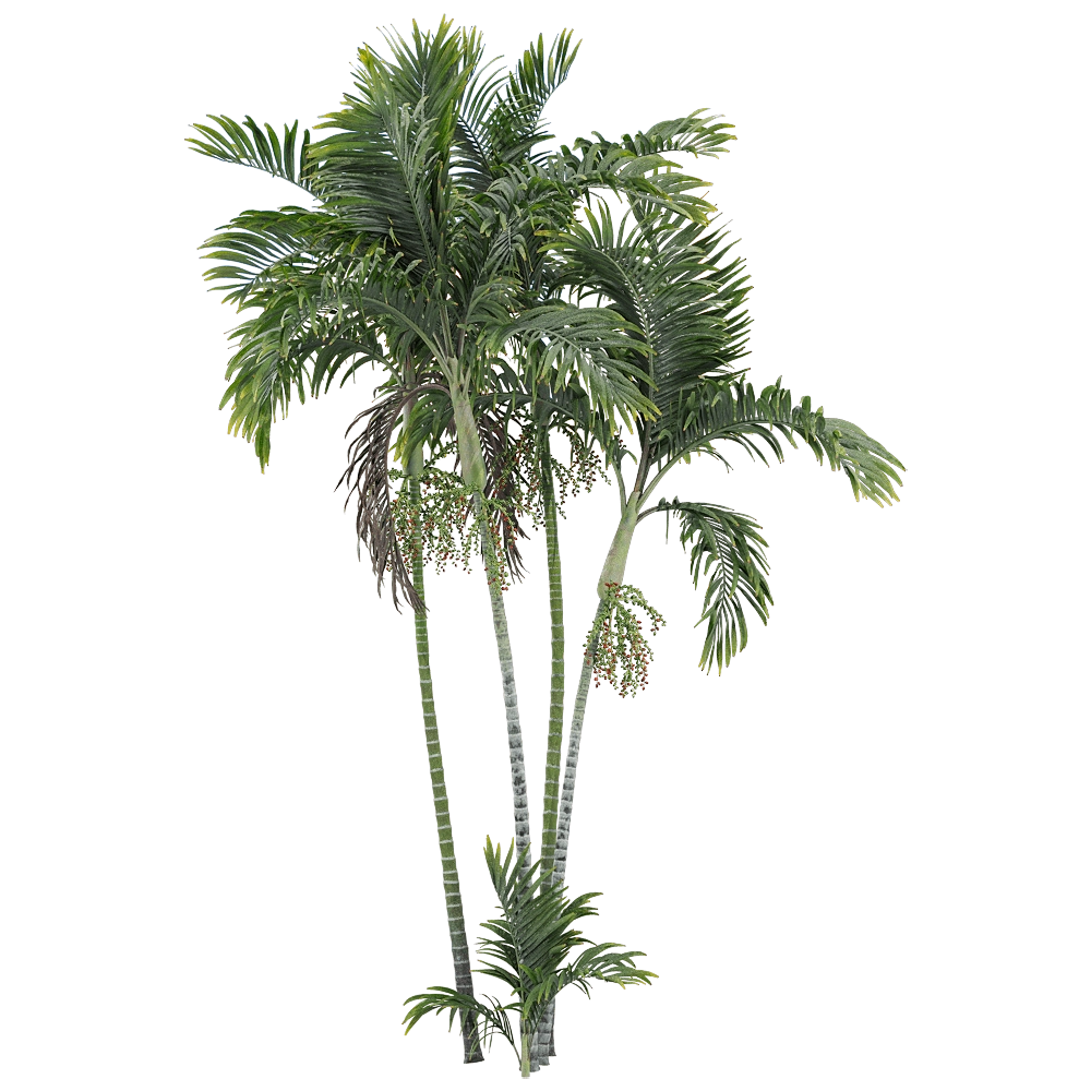 decoration - Ptychosperma macarthurii 2 3D Model