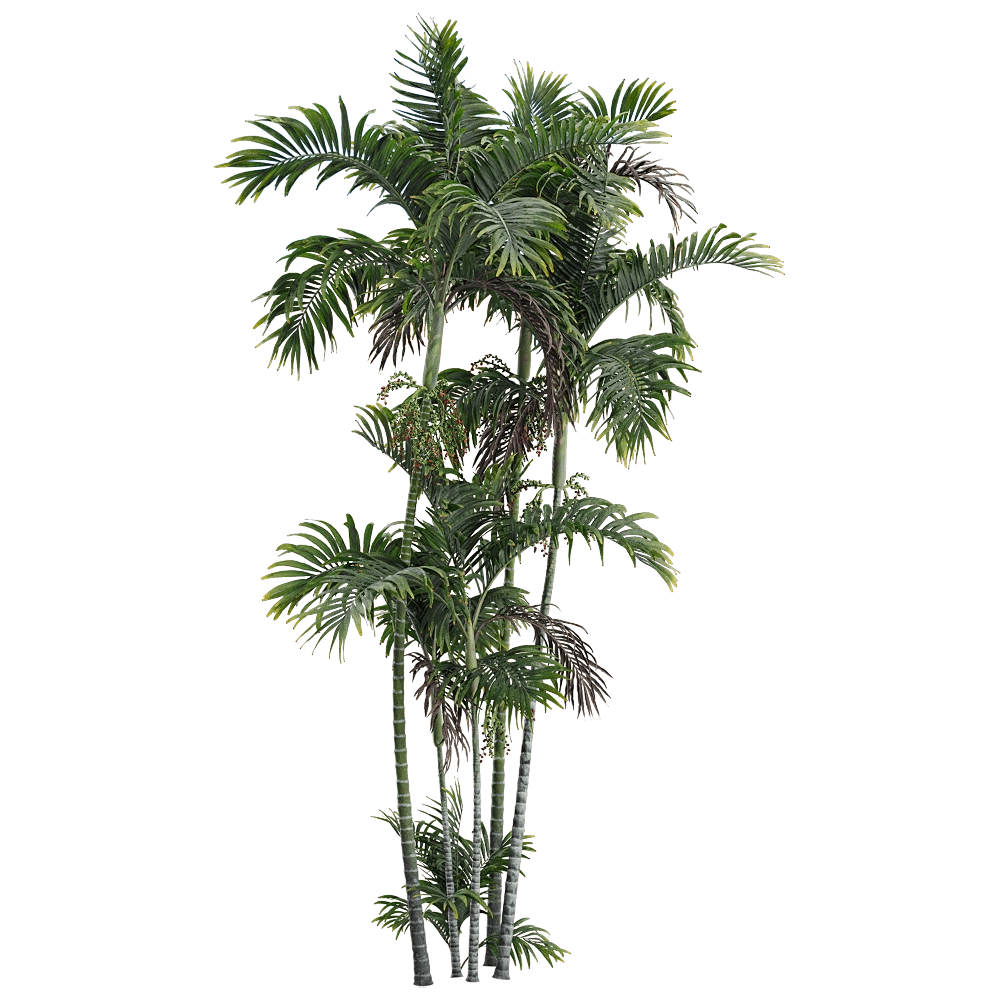 decoration - Ptychosperma macarthurii 3 3D Model