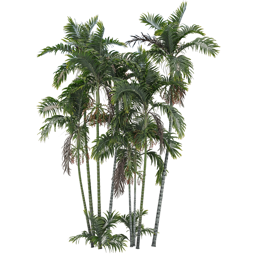 decoration - Ptychosperma macarthurii 5 3D Model