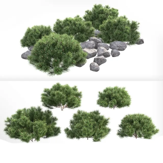 decoration - Pumil mountain pine 3D Model
