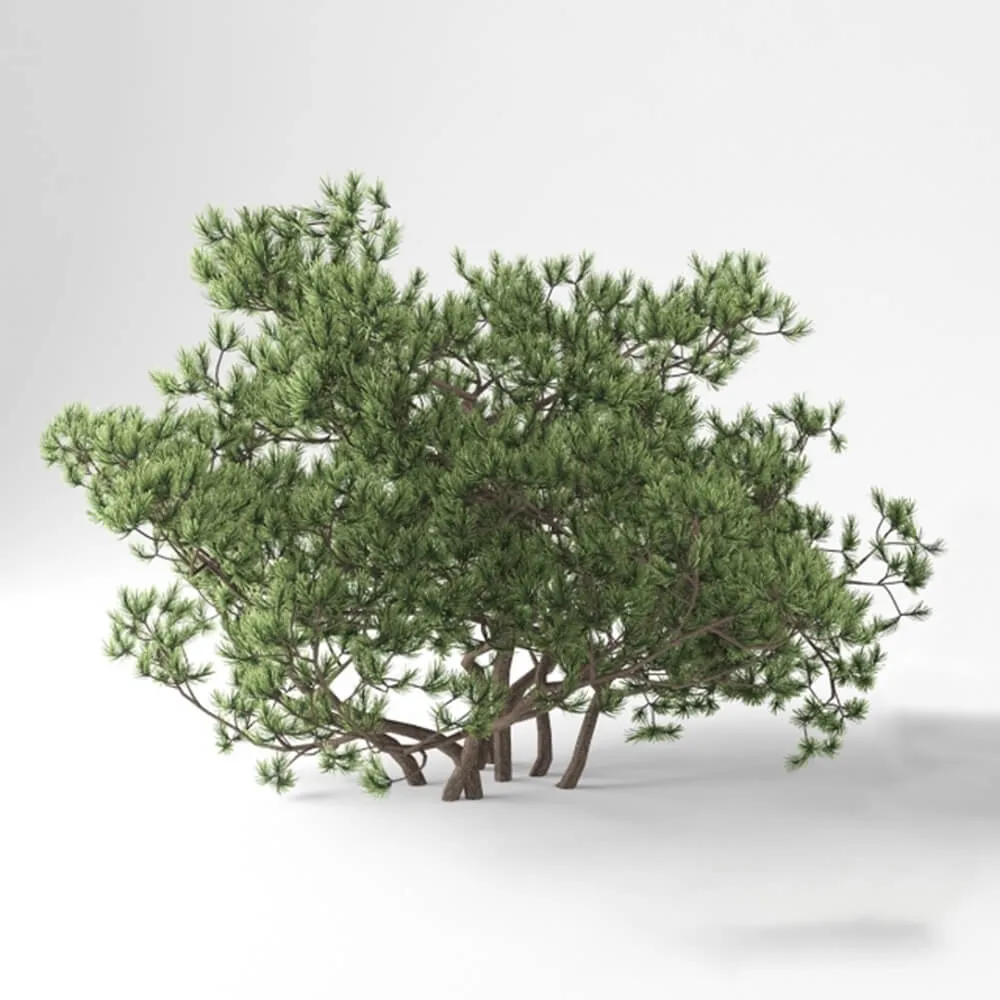decoration - Pumilio Mountain Pine 3D Model