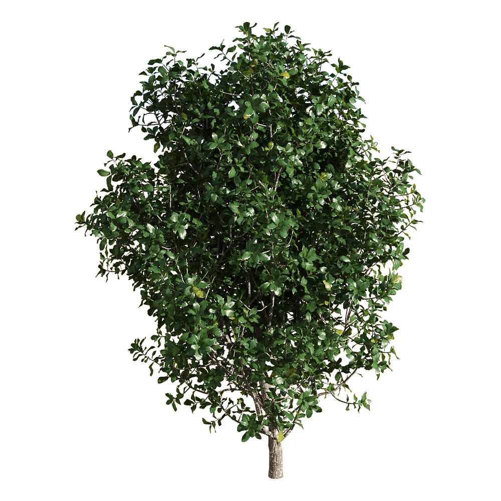 decoration - Quercus coccifera 1 3D Model
