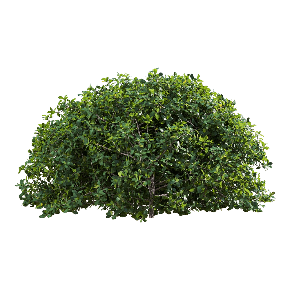 decoration - Quercus coccifera 2 3D Model