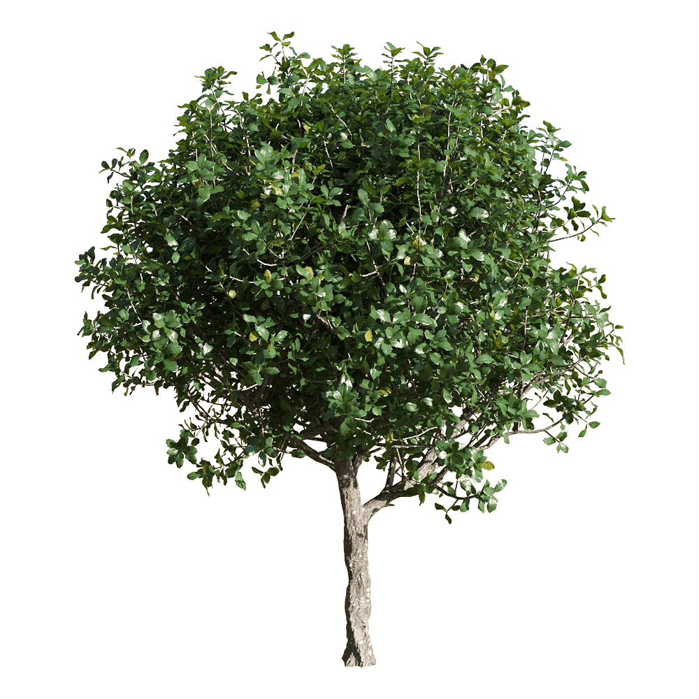 decoration - Quercus coccifera 3 3D Model