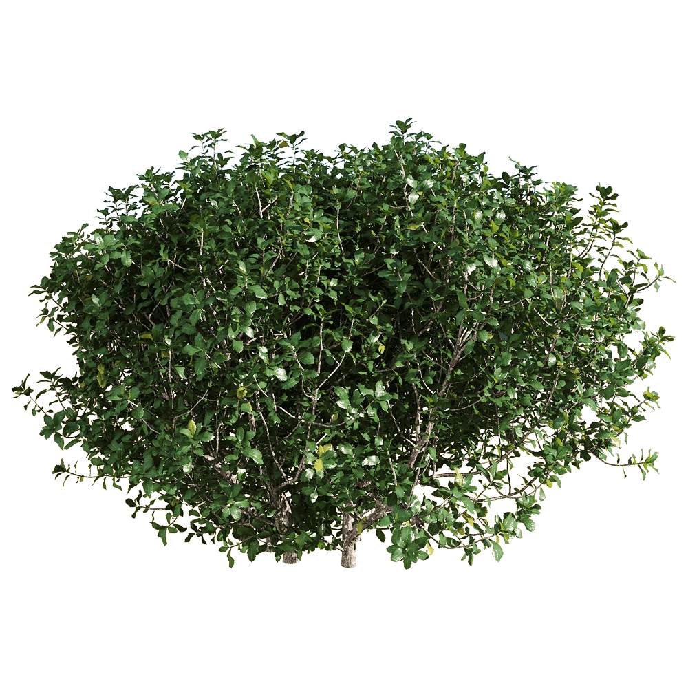 decoration - Quercus coccifera 4 3D Model