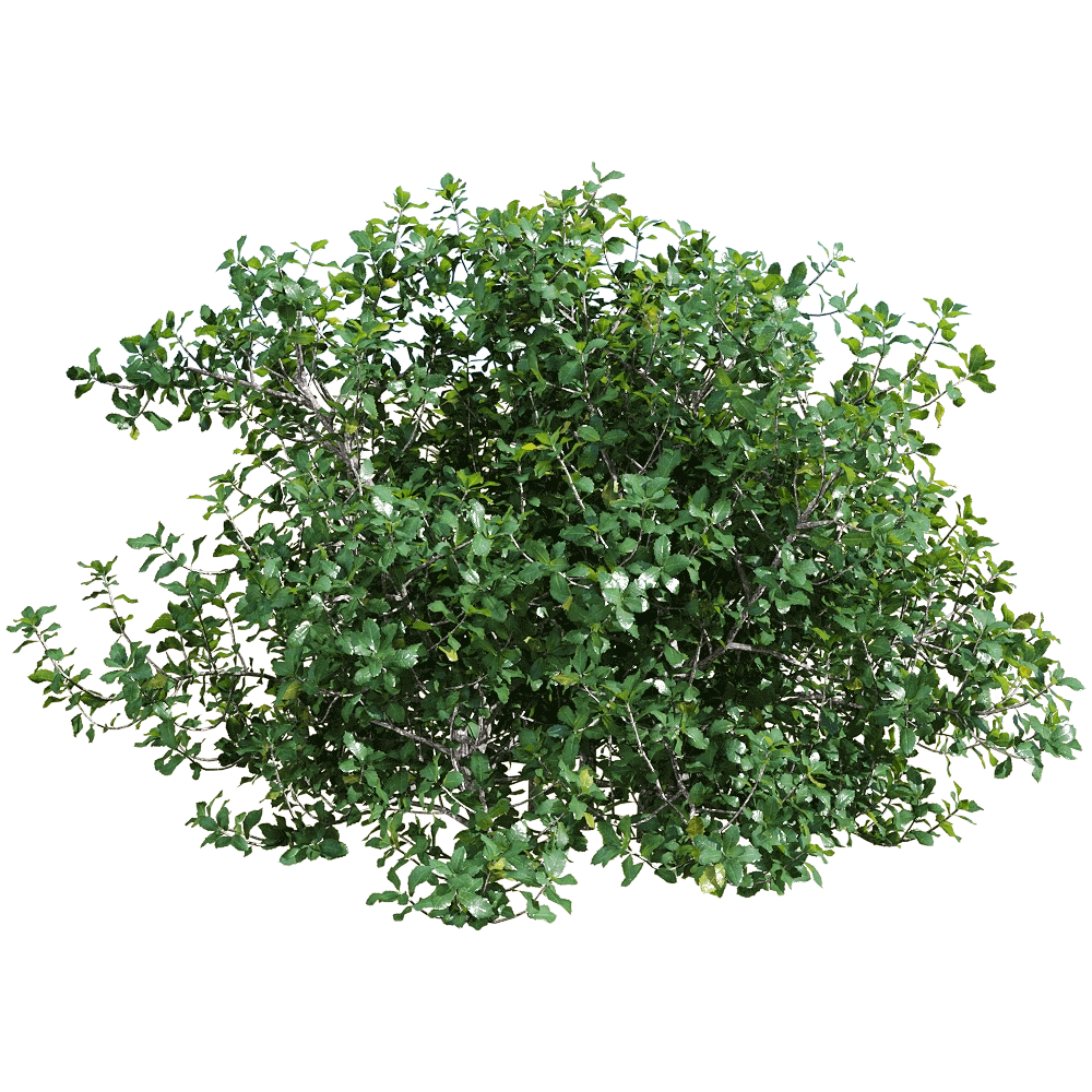 decoration - Quercus coccifera 5 3D Model