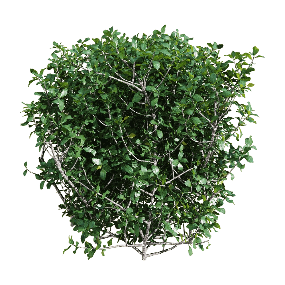 decoration - Quercus coccifera 6 3D Model