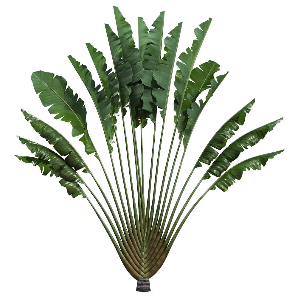 decoration - Ravenala madagascariensis 1 3D Model