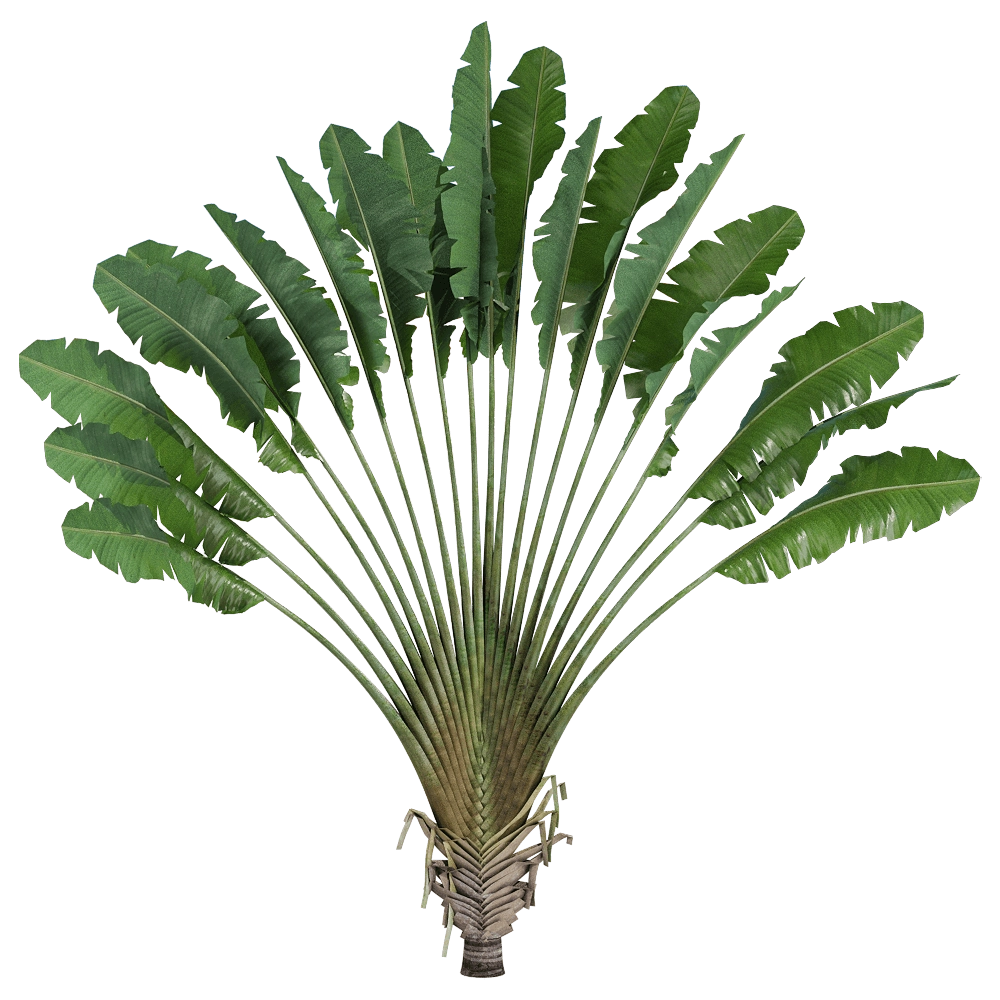 decoration - Ravenala madagascariensis 2 3D Model