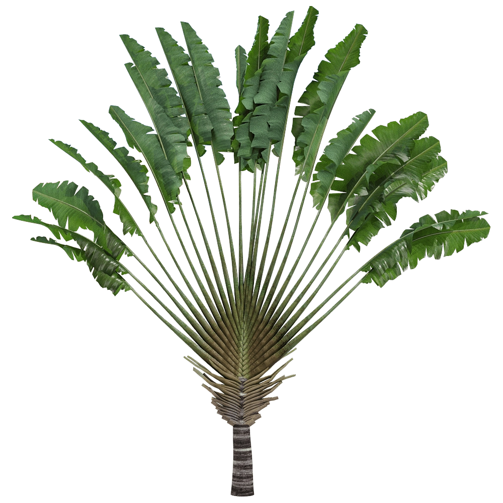 decoration - Ravenala madagascariensis 3 3D Model