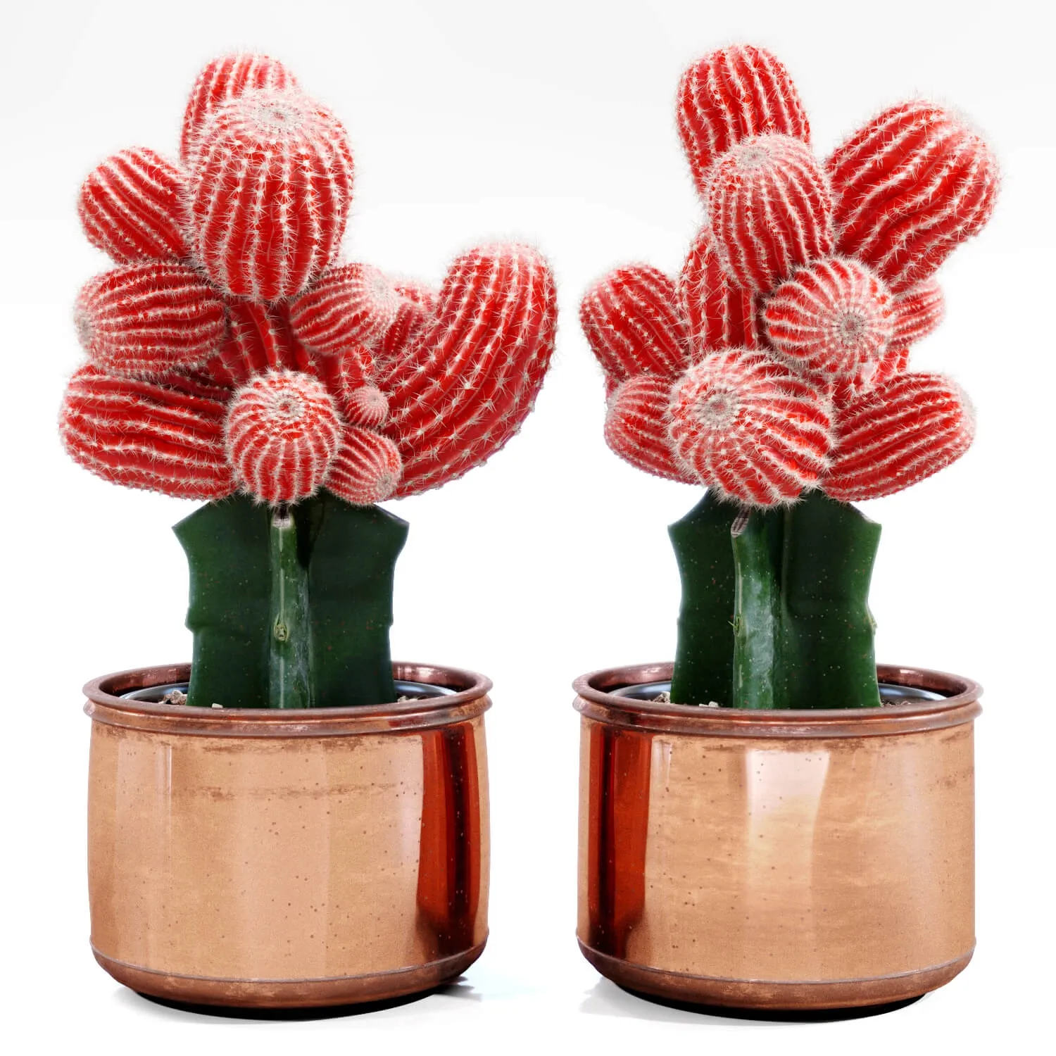 decoration - Red Cactus 09 3D Model