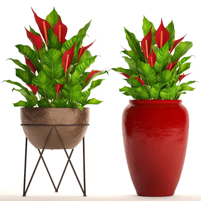 decoration - Redhome plants 02 3D Model