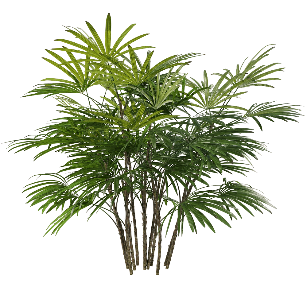 decoration - Rhapis humilis 1 1 3D Model
