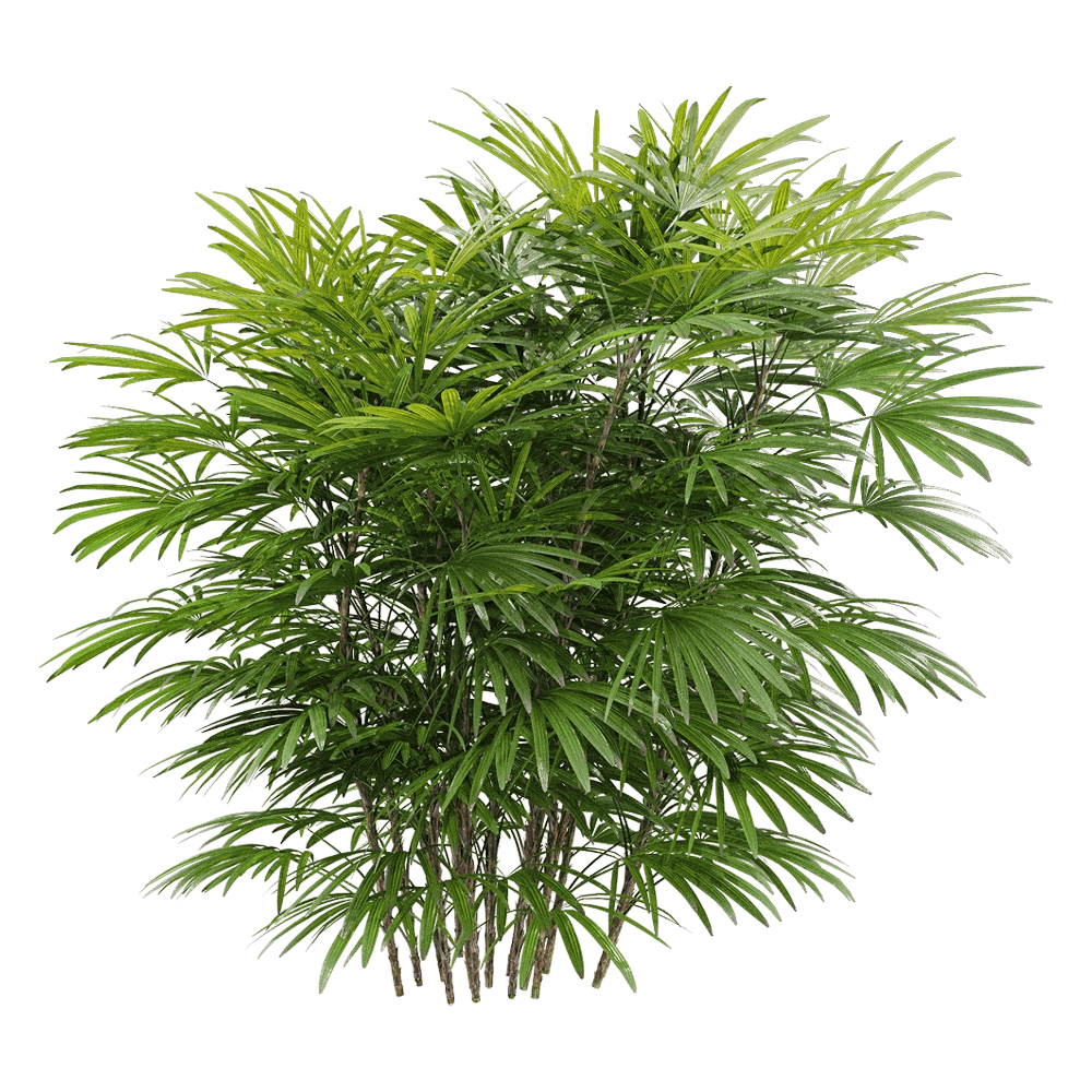 decoration - Rhapis humilis 2 3D Model
