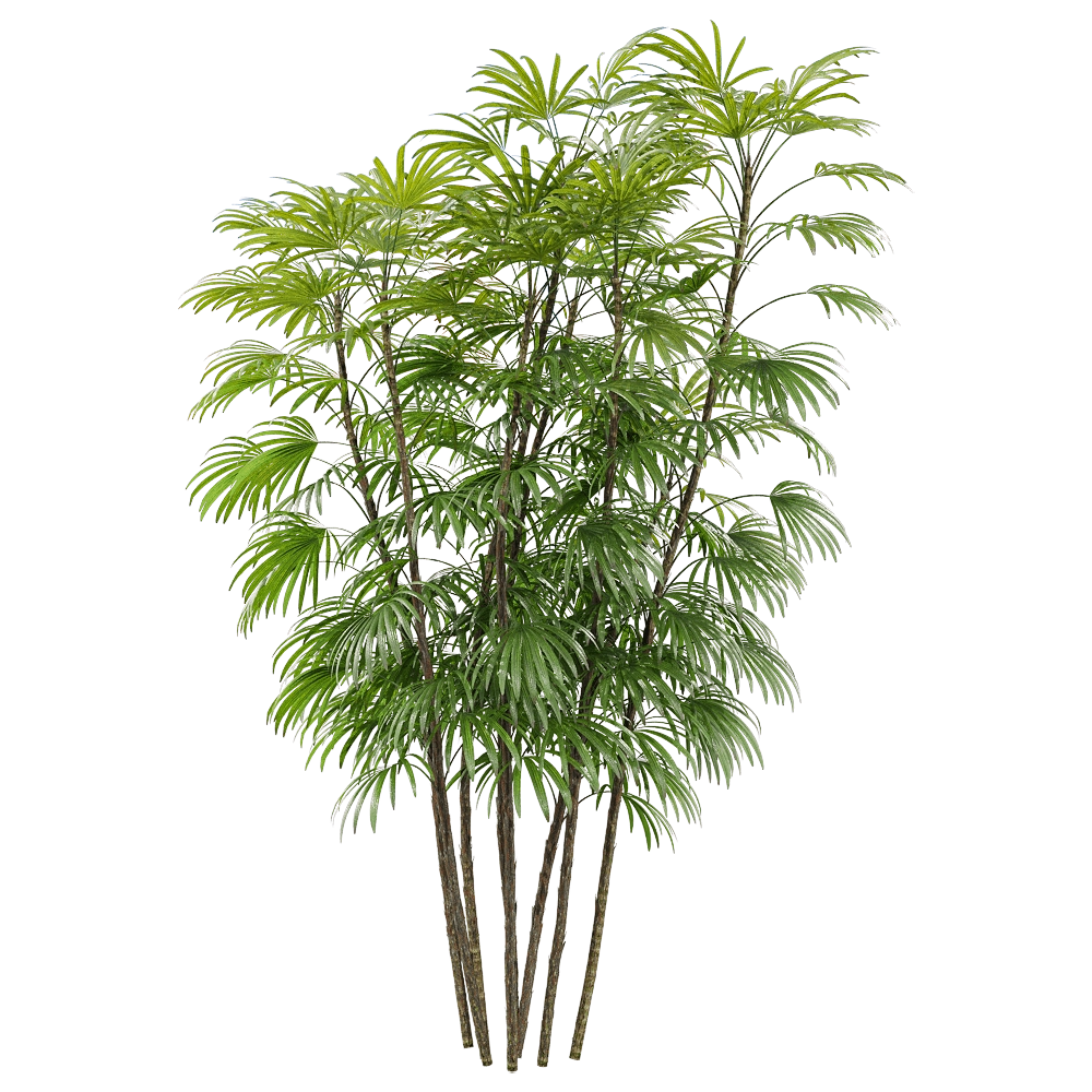 decoration - Rhapis humilis 3 3D Model