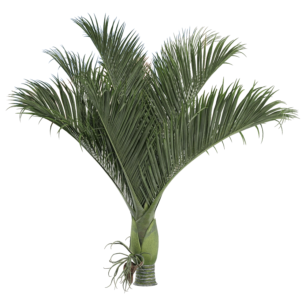 decoration - Rhopalostylis baueri 1 3D Model
