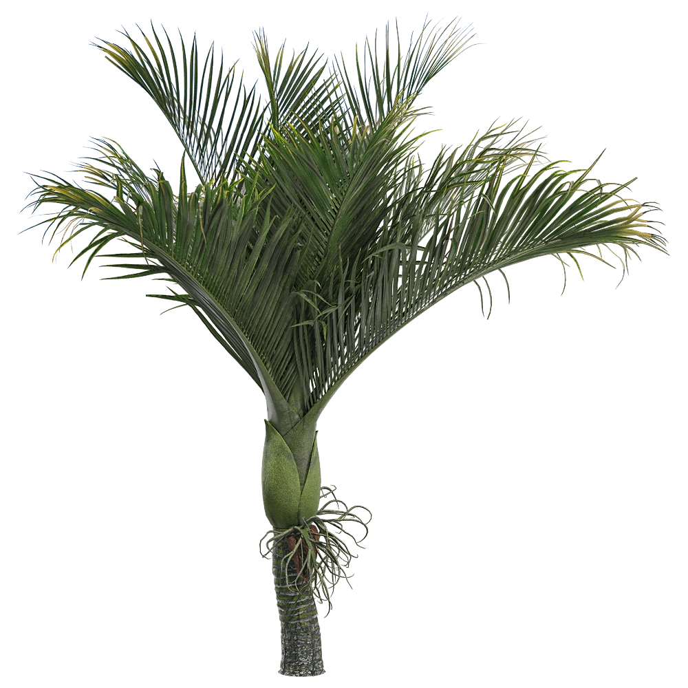 decoration - Rhopalostylis baueri 3 3D Model
