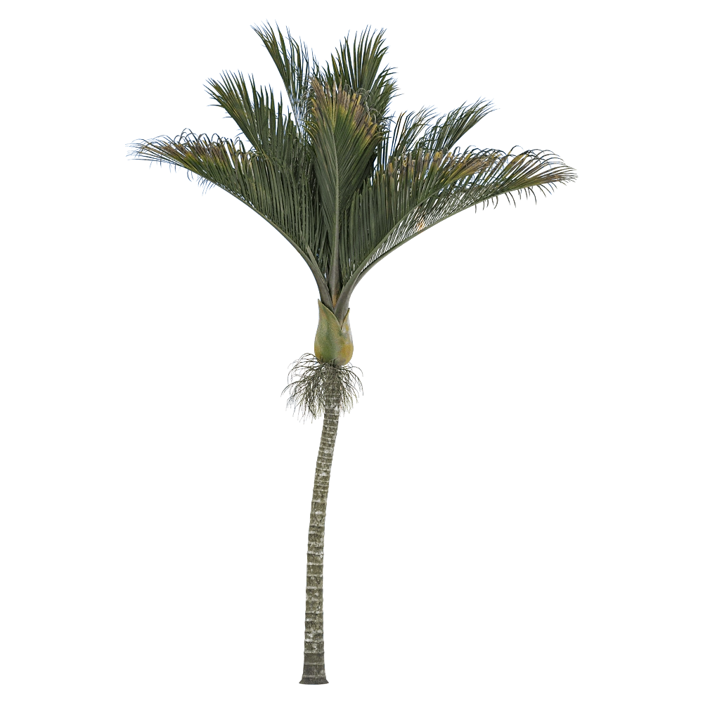 decoration - Rhopalostylis sapida 1 3D Model