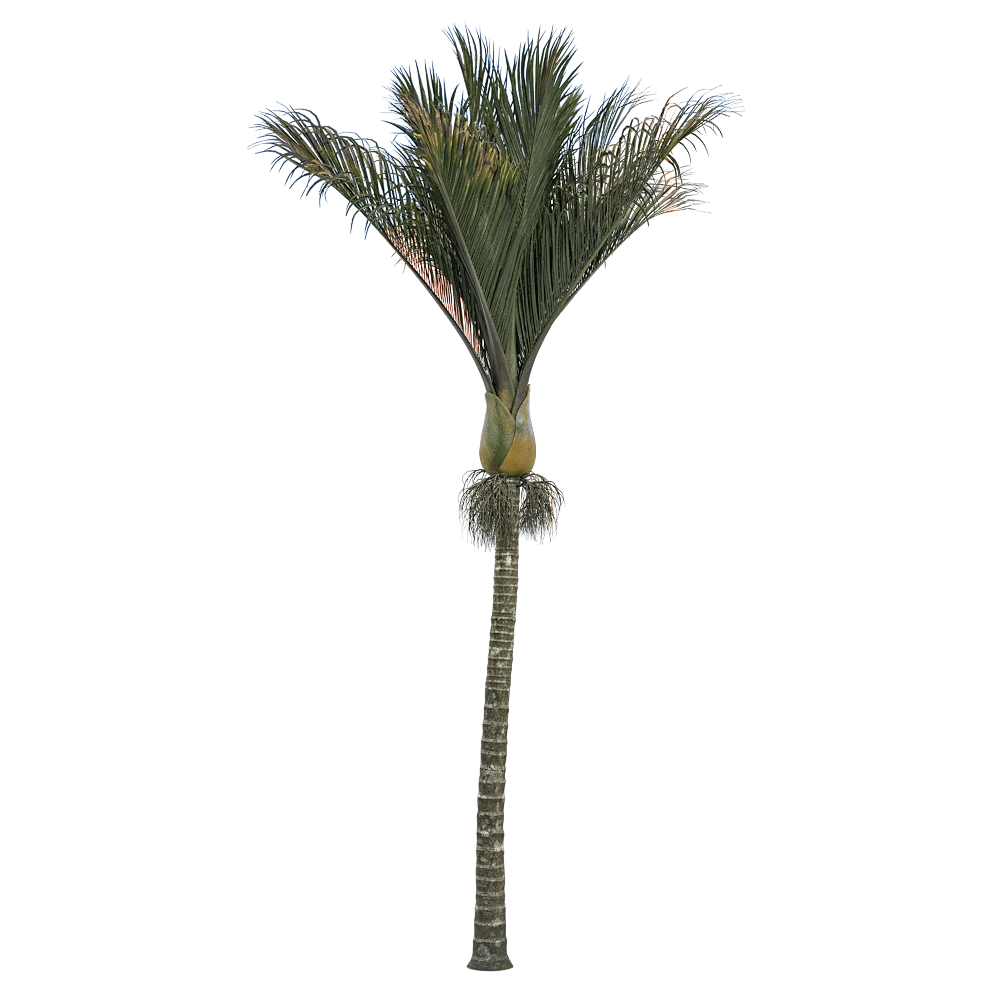 decoration - Rhopalostylis sapida 2 3D Model