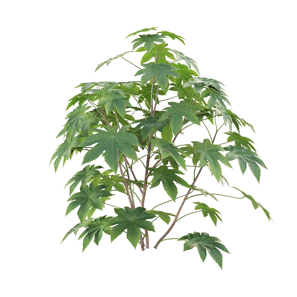 decoration - Ricinus communis 01 3D Model