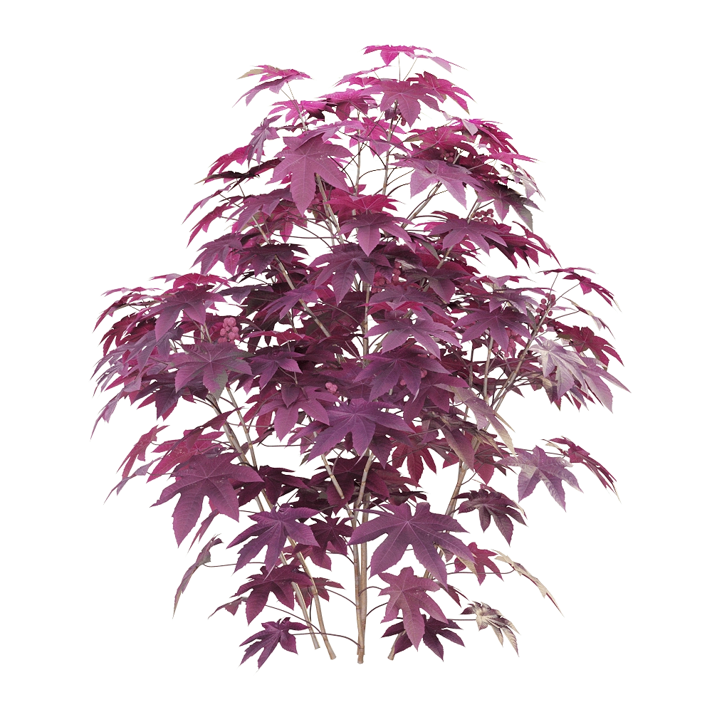 decoration - Ricinus communis 04 3D Model