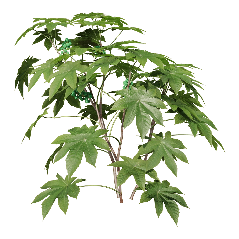 decoration - Ricinus communis 2 3D Model
