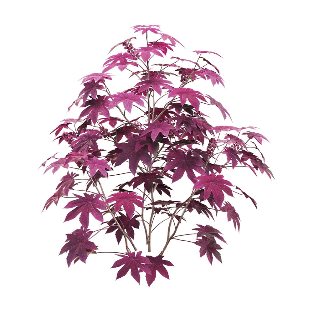 decoration - Ricinus communis 5 3D Model