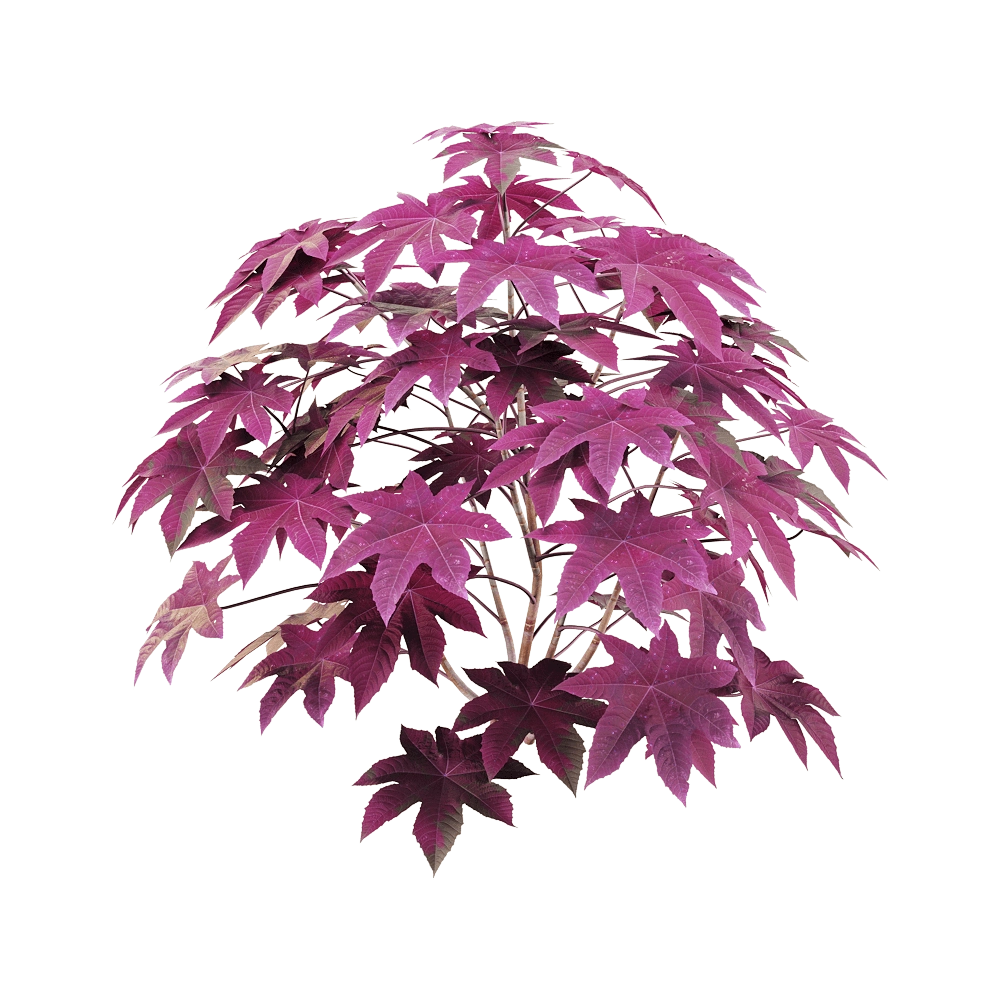 decoration - Ricinus communis 6 3D Model