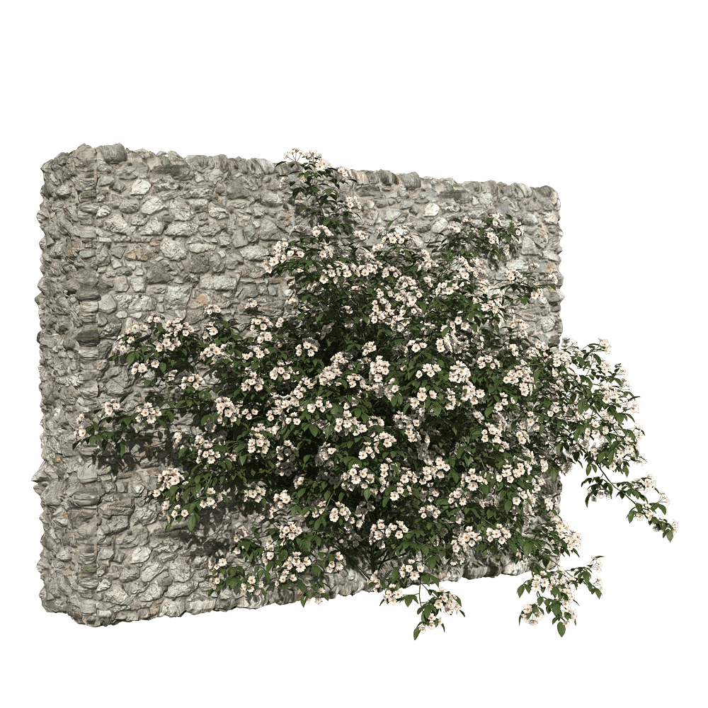 decoration - Rosa cymosa 1 3D Model