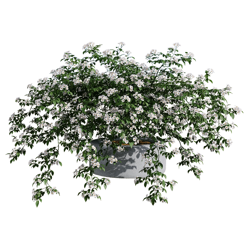 decoration - Rosa cymosa 2 3D Model