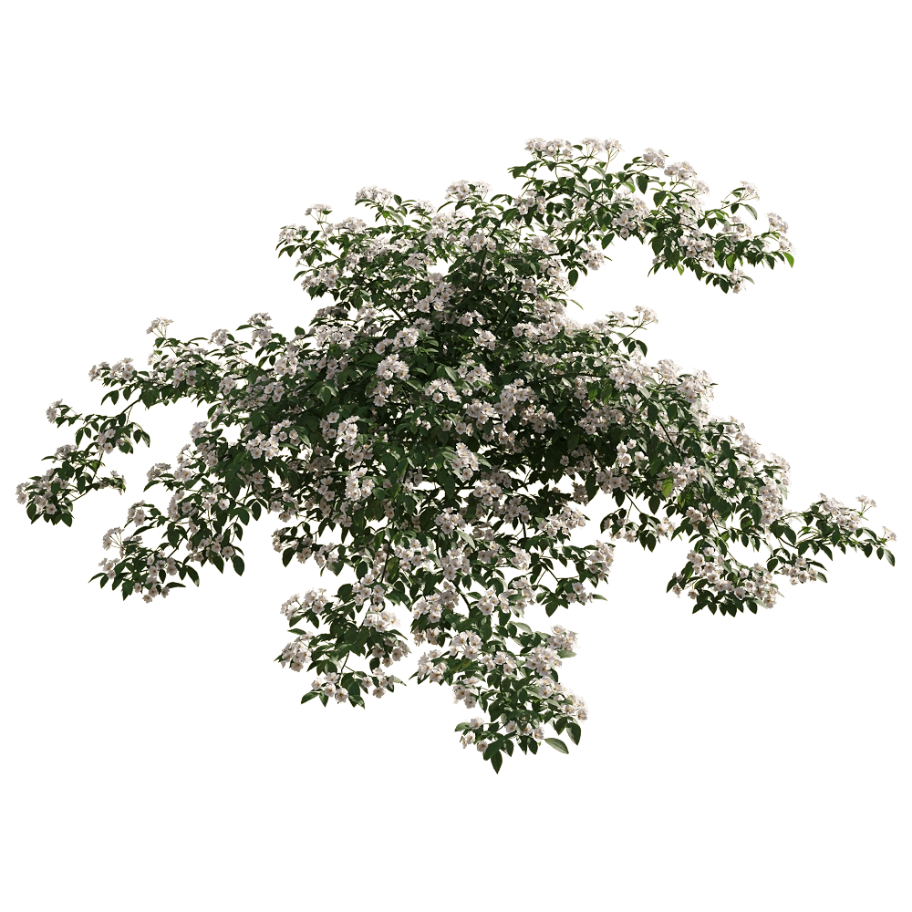 decoration - Rosa cymosa 3 3D Model
