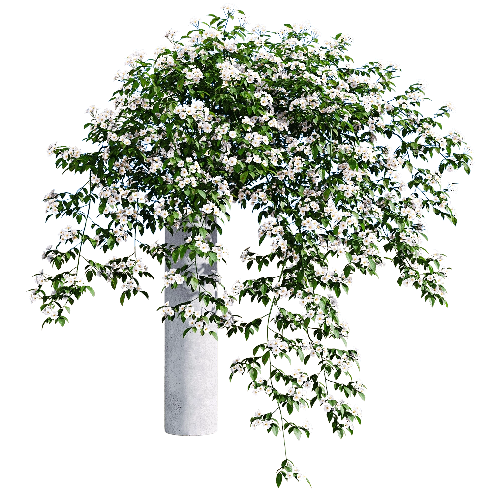 decoration - Rosa cymosa 5 3D Model
