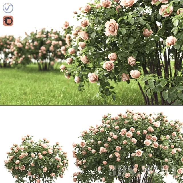 decoration - Rose bush 3D Model