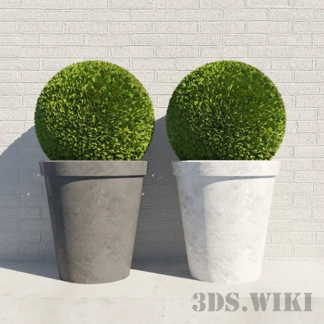 decoration - Round bushes in round pots 3D Model
