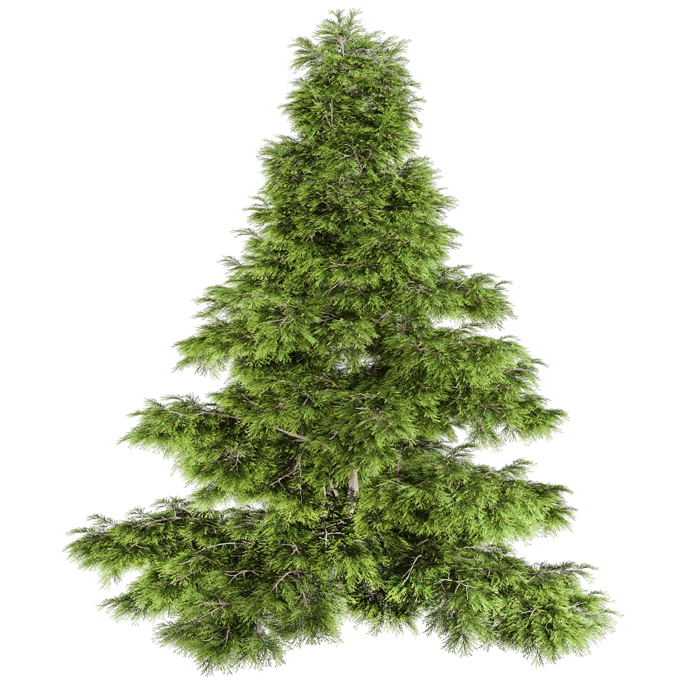 decoration - Sabina Chinensis 01 01 3D Model