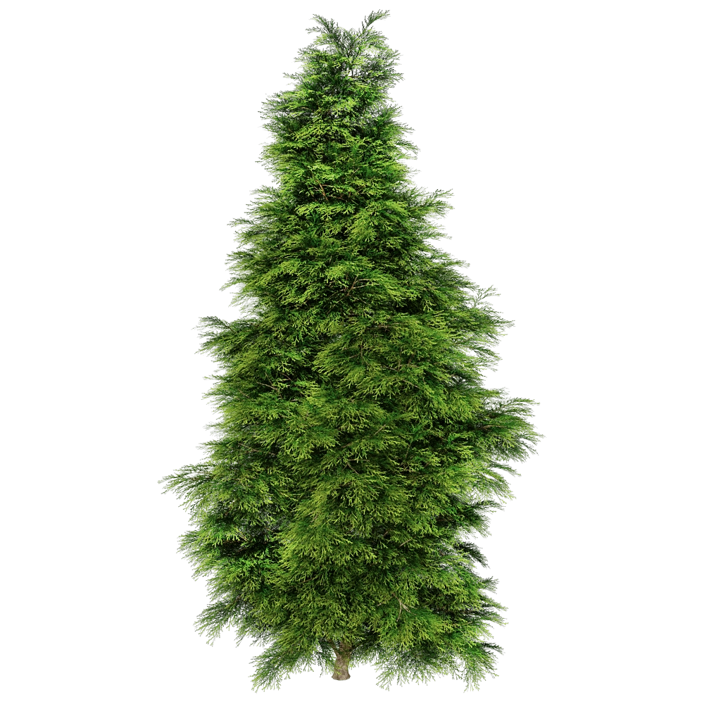 decoration - Sabina Chinensis 01 02 3D Model