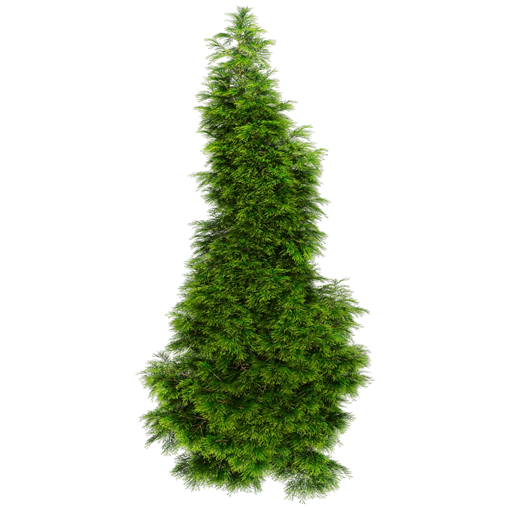 decoration - Sabina Chinensis 01 03 3D Model