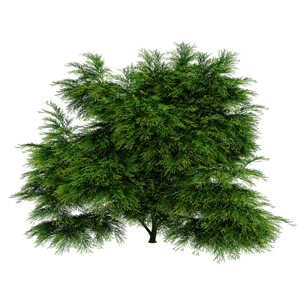 decoration - Sabina Chinensis 01 04 3D Model