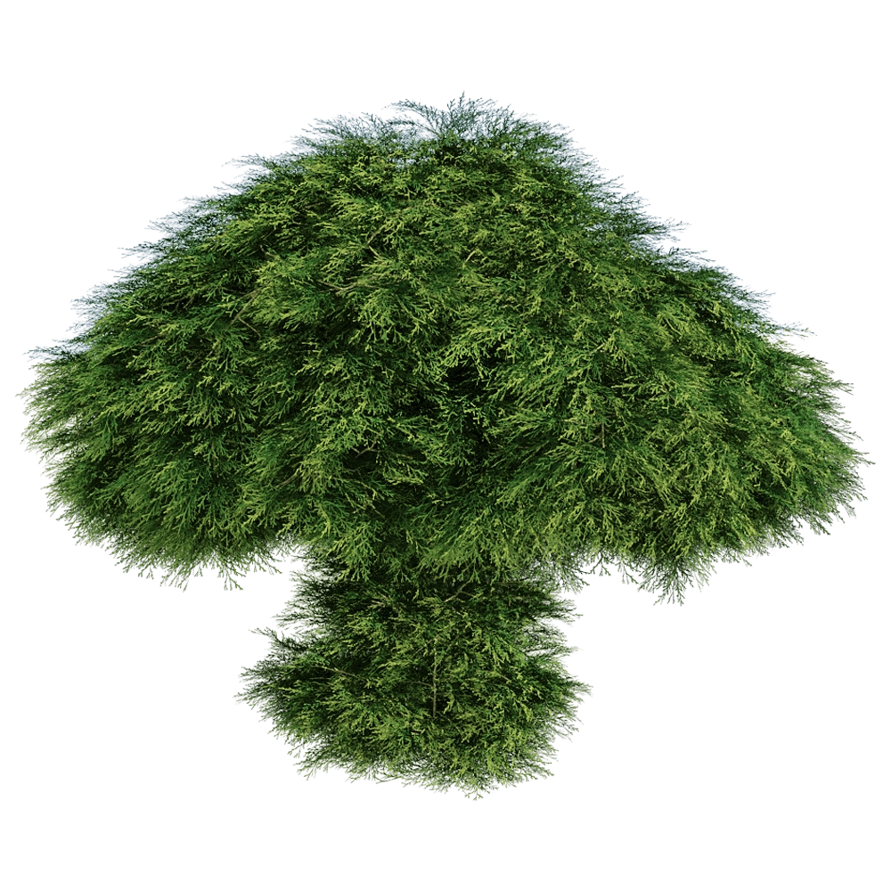decoration - Sabina Chinensis 01 06 3D Model