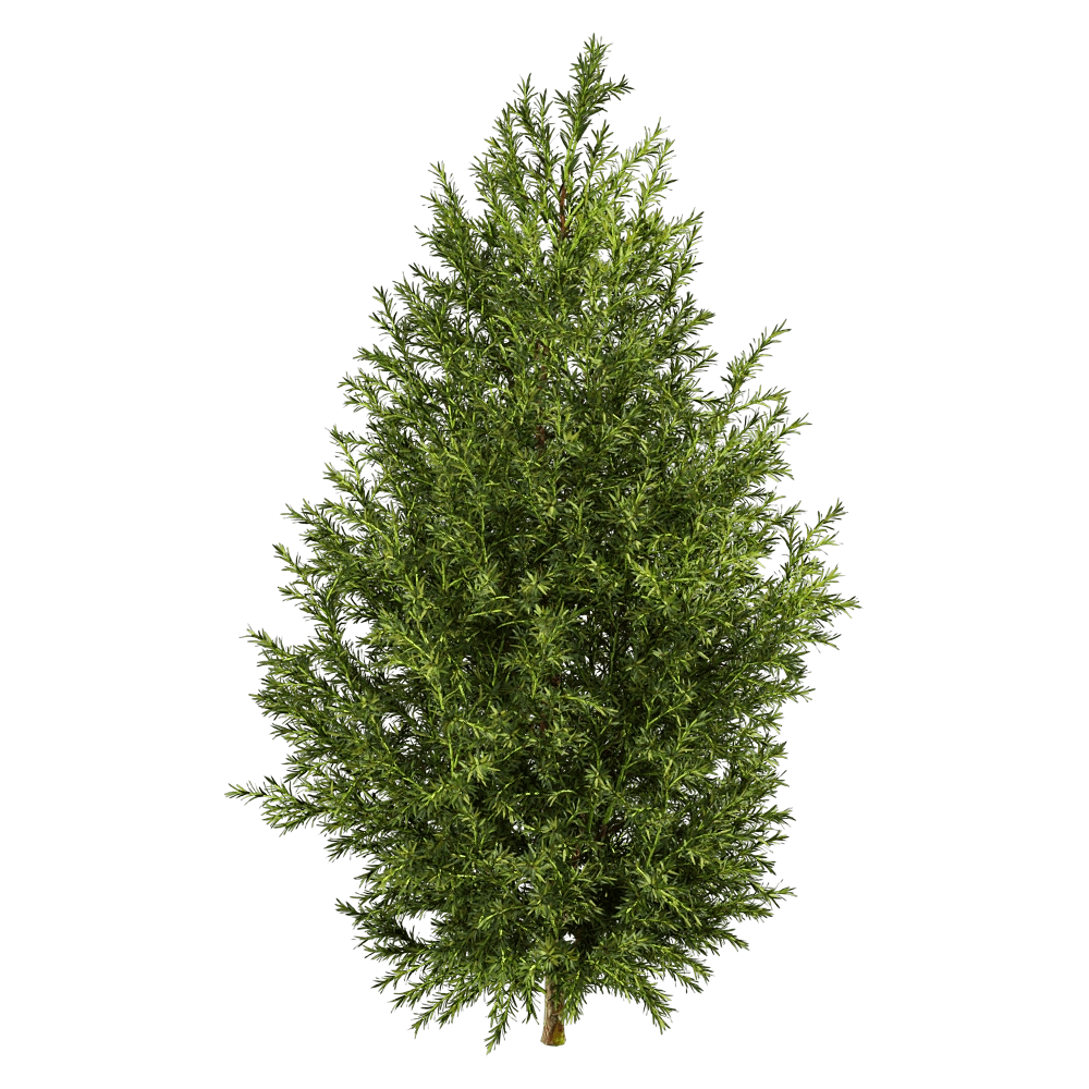 decoration - Sabina Pingii 01 04 3D Model