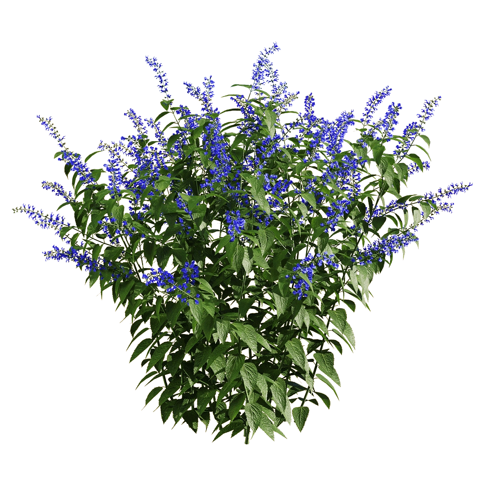 decoration - Salvia guaranitica 1 3D Model