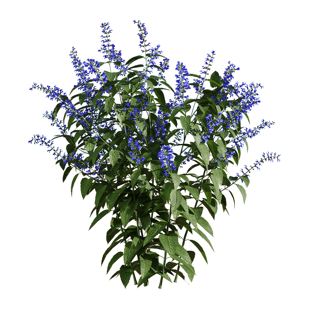 decoration - Salvia guaranitica 2 3D Model