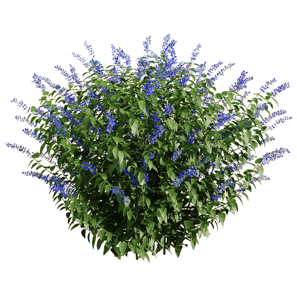 decoration - Salvia guaranitica 4 3D Model