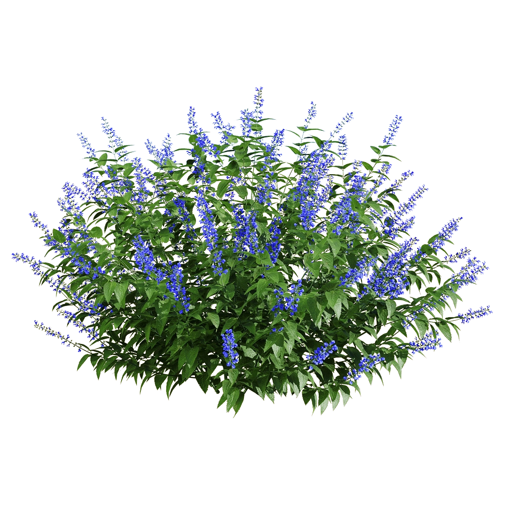 decoration - Salvia guaranitica 5 3D Model